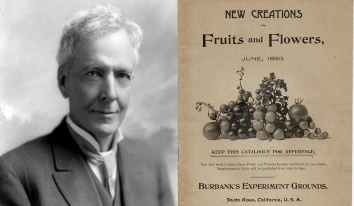 Luther Burbank