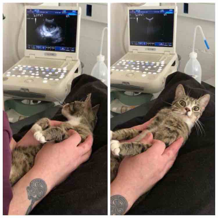 Cat Has the Most Hilariously Priceless (and Relatable) Reaction to Finding  Out She's Pregnant