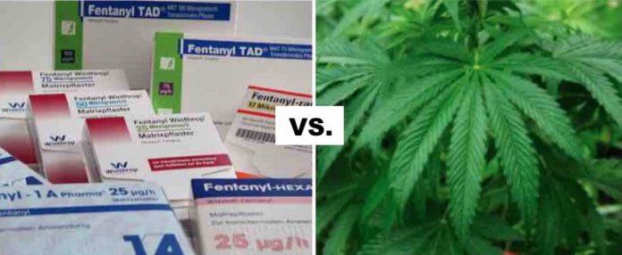 Fentanyl versus Marijuana Plant Edited-Public Domain