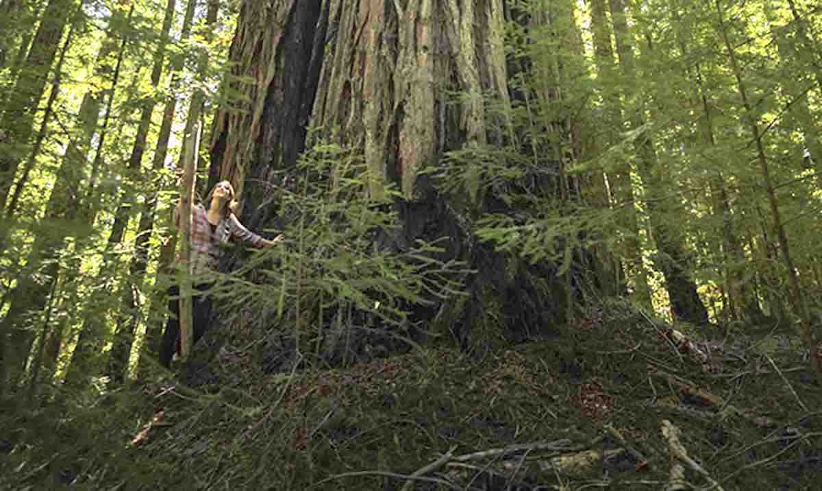 700 Acres of Massive 1,000Yearold Redwoods Are Being Turned into a