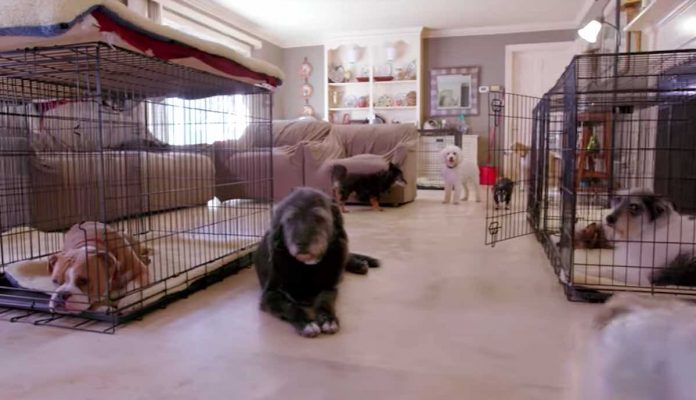 danny and ron's dog rescue