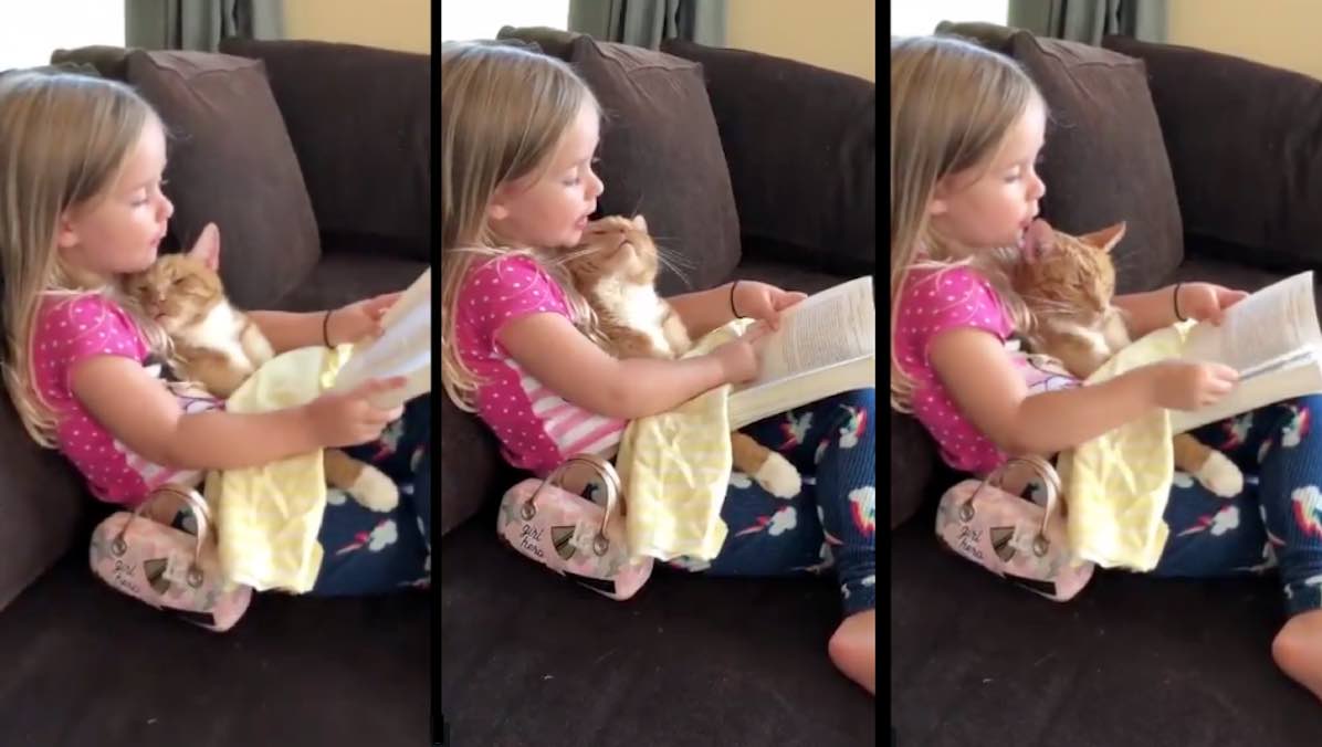 Watching This Little Girl Read to a Sleepy Cat is the Video to Soothe Your Soul