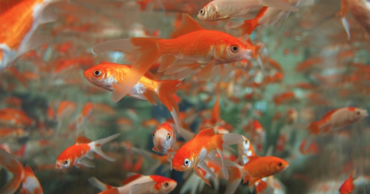 500 Koleksi Gambar Binatang Ikan Mas HD Terbaik