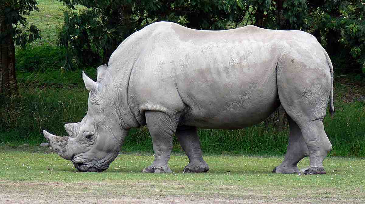 Image result for rhino