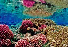 Scientists Have Found Climate-Resistant Coral Reefs Around the World Totaling the Size of Wisconsin
