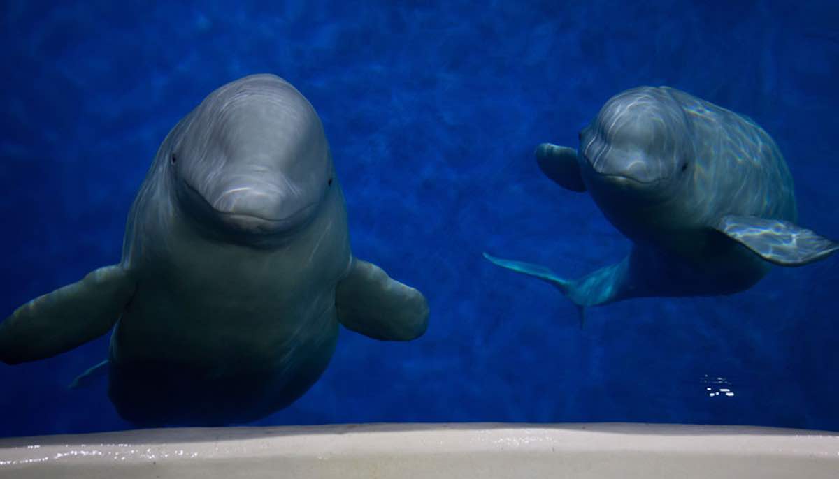 First 'retirement home' for showbiz beluga whales