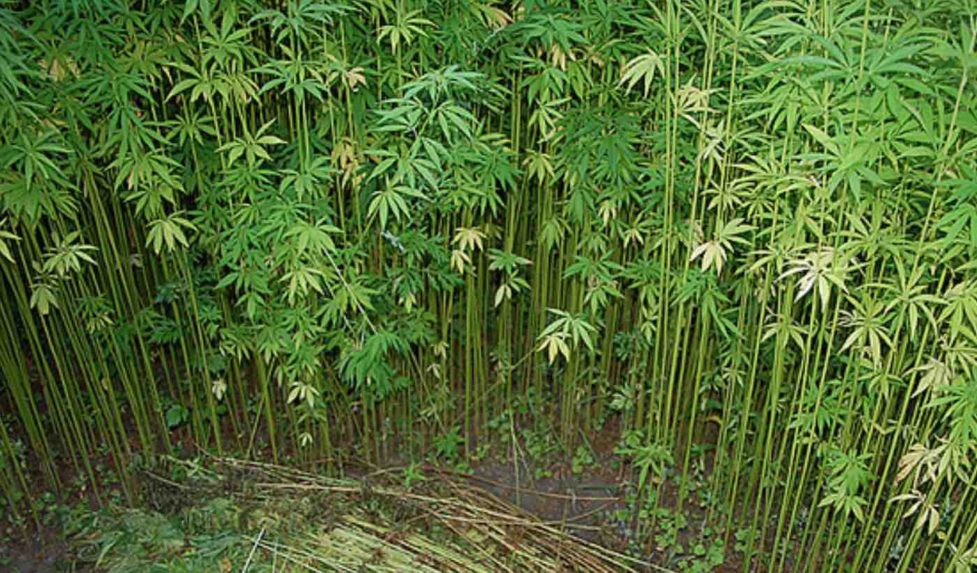 Cannabis-sativa-hemp-plant-cc-kat_geb.jp