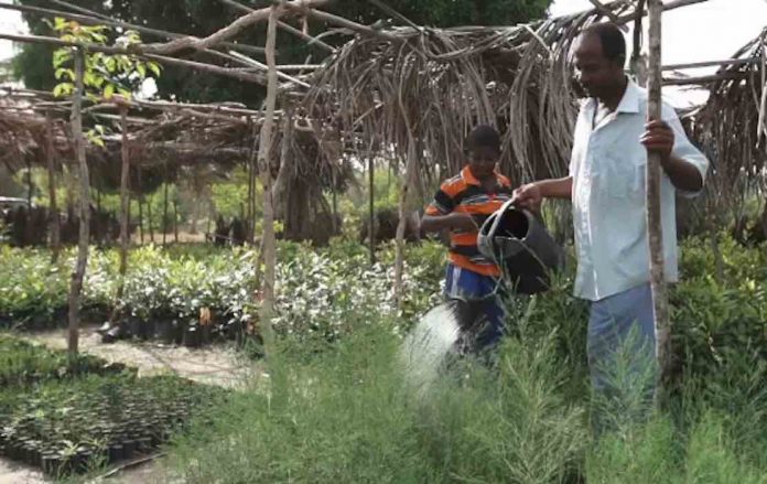 Man Watering Saplings Cropped-National Geographic Screenshot