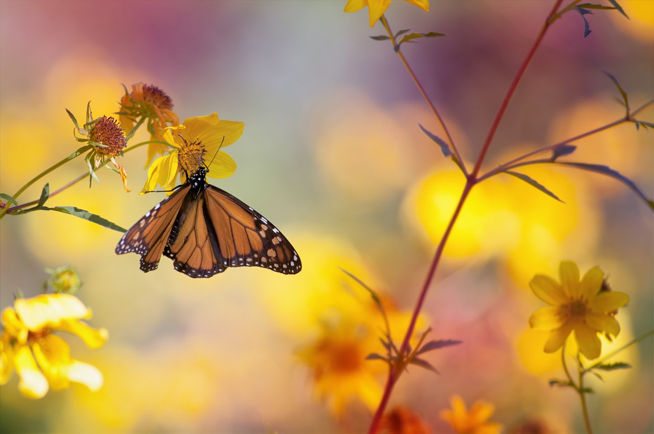 Kupu-Kupu Monarch Menggunakan Kompas Matahari untuk Migrasi Jarak Jauhnya