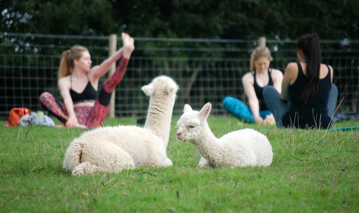 You Can Now Do Yoga In A Field Full Of Cute Alpacas