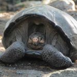 100-Year-Old Galápagos Giant Tortoise Found on Fernandina Island is Indeed Member of ‘Extinct’ Species