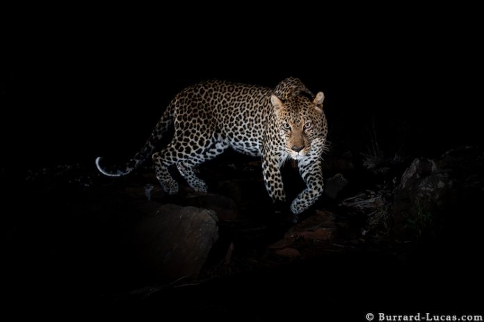 Stalking Leopard