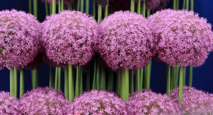 purple flowers row perfection-allium-cc-Karen Roe