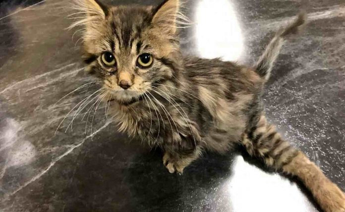 Carly the Kitten With Sprawled Leg-SWNS