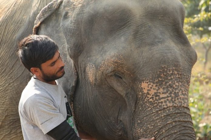 Elephant Being Treated By Man-Wildlife SOS Released
