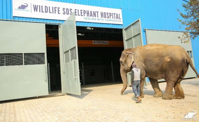 Elephant and Wildlife SOS Animal Hospital-WildlifeSOS Animal Hospital