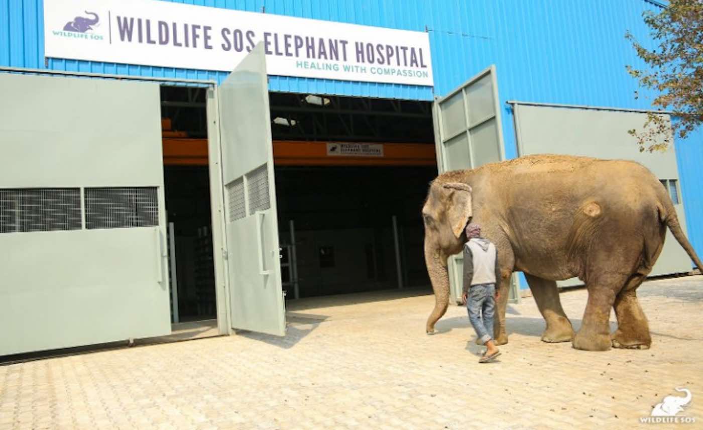India Gets Its First Ever Hospital for Abused Elephants – and They've  Already Treated Dozens