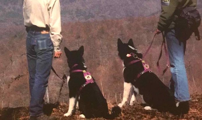 Karelian Bear Dogs-Wind River Bear Institute Facebook