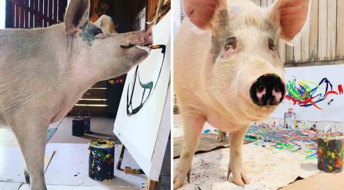 Pigcasso the Pig-Instagram