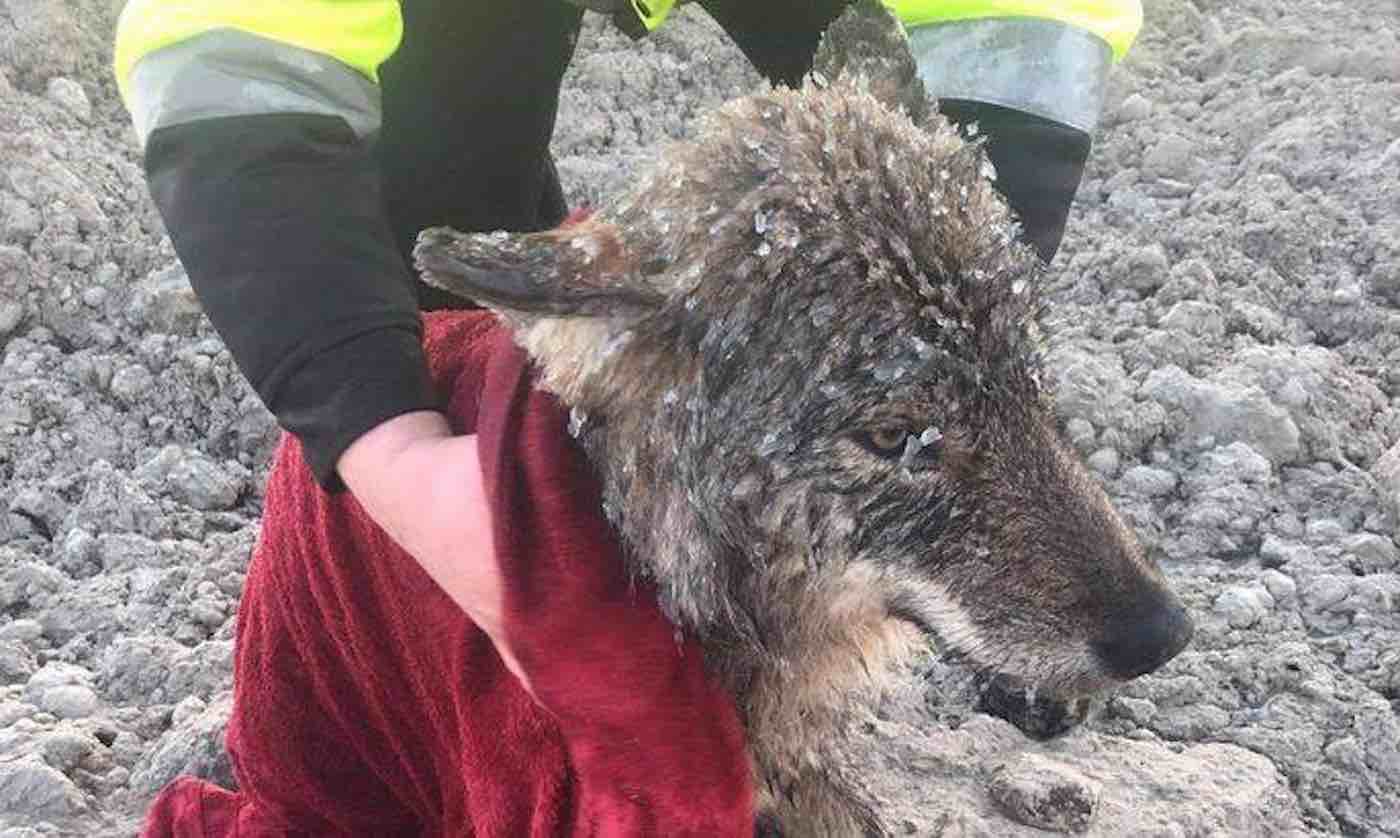 Good Samaritans Save Drowning Animal From Frozen River Only to Discover It  Was a Wild Wolf