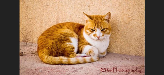 tabby cat curled up-cc-Ressty