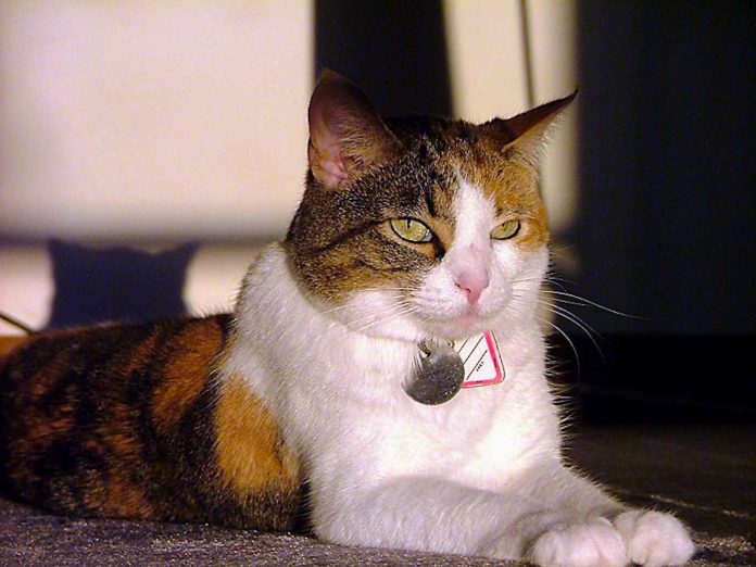 tabby zen-cat-cc McBeth