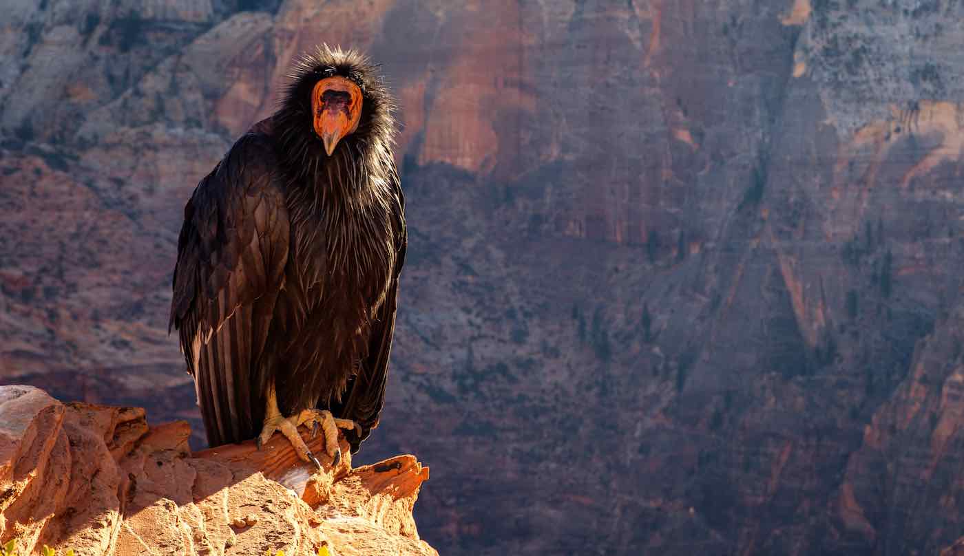 Kelahiran Perawan Telah Didokumentasikan dalam Populasi Burung Langka – The Endangered California Condor