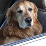 Uber to Launch New Fleet of Cars Piloted by Specially-Trained Canine Drivers