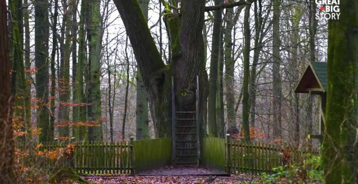 bridesgroom oak tree-great big story video
