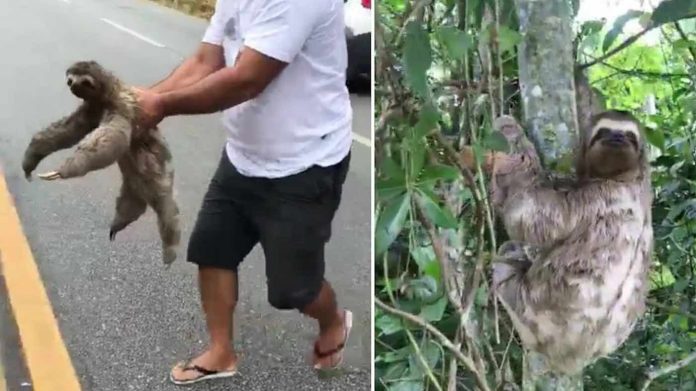 Jose Aldenizio and Sloth-Viral Hog Screenshot