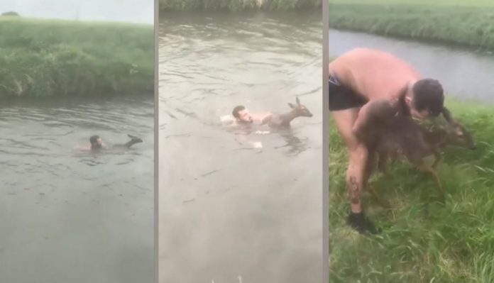 Marc Headon Saving Deer-Jamie Toyne Youtube