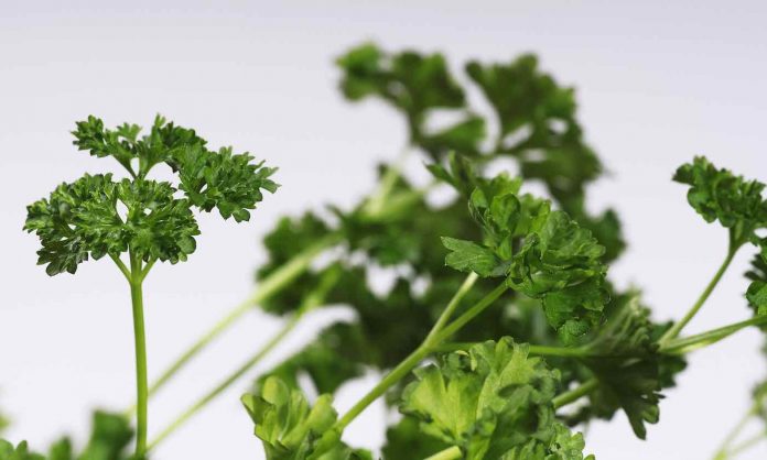 Parsley-CC Wolfgang Lonien via Flickr