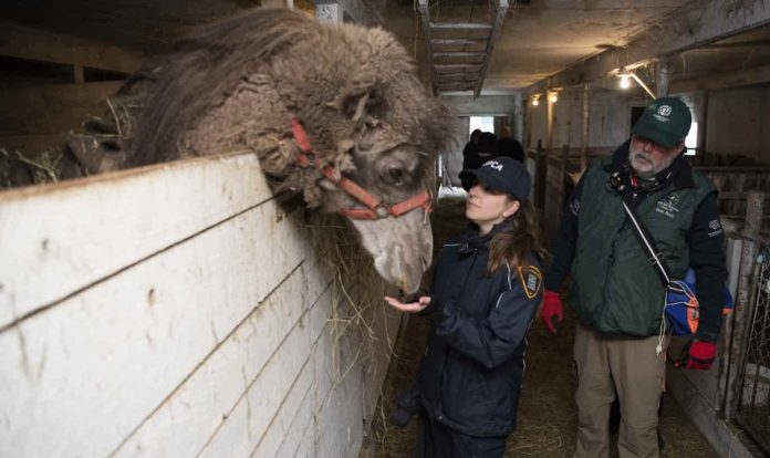 Canada Roadside Zoo Rescue