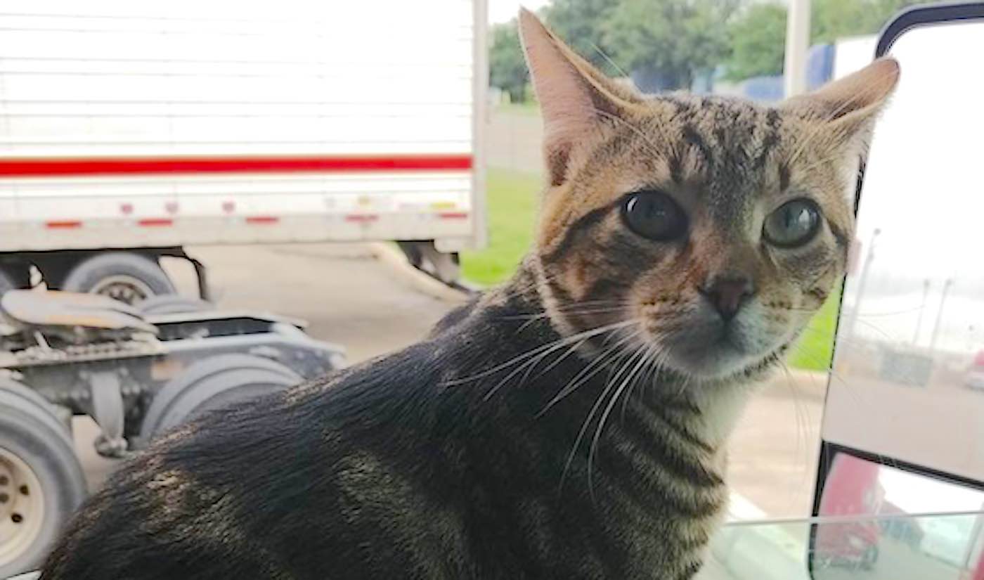Pengemudi Truk Frantic Secara Ajaib Bersatu Kembali Dengan Co-pilot Cat Setelah Memposting Foto ke Forum Online yang Tidak Jelas (GNN Podcast)