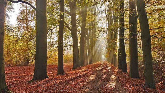 forest light sun beams trees heaven autumn nature fall-cc-Sau Rieng Nguyen
