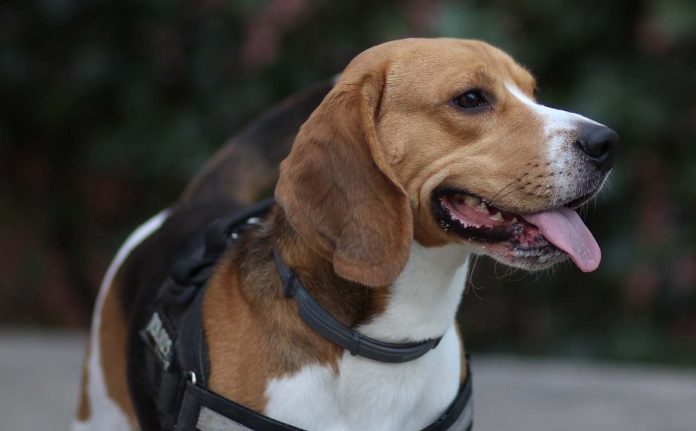Beagle Cheerful Dog Brown Animals Playful