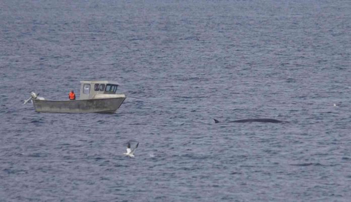 Boat Next to a Whale-CC Mike Pennington