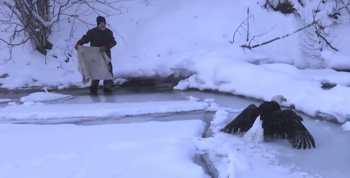 EAGLE IN ICEBALL rescue KenScottPhotography youtube