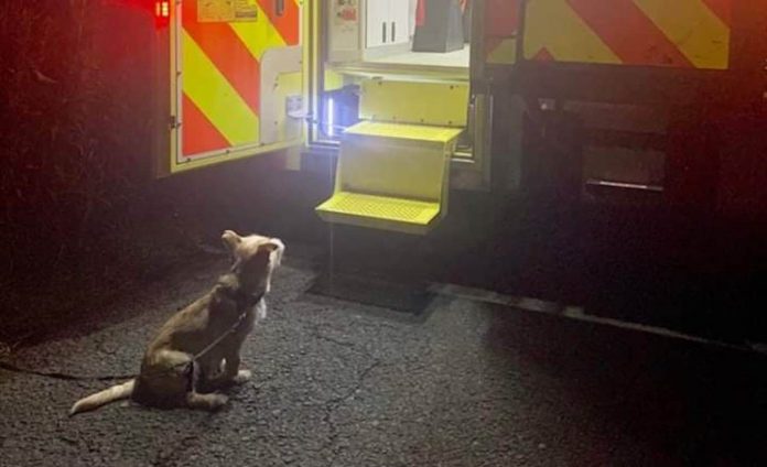 Jack the Dog-Garda Info Twitter