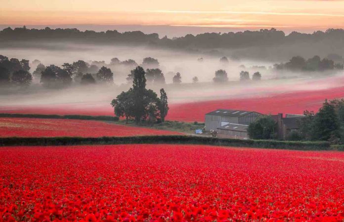 Misty Poppy Field-SWNS