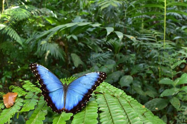 Scientists find where butterflies first evolved