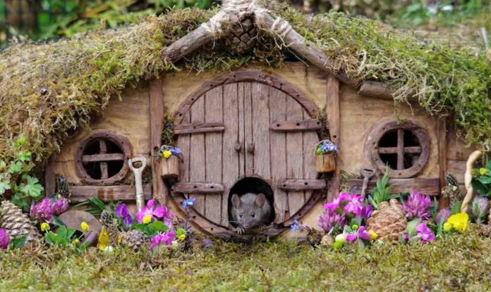 Mouse in House Feature-SWNS