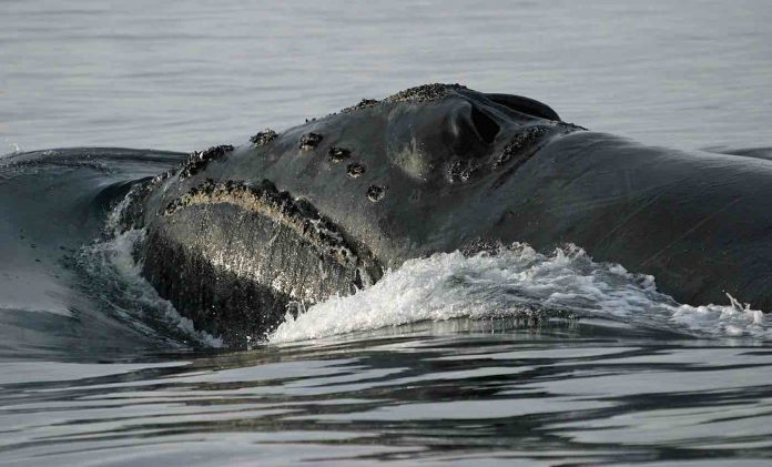 North Pacific Right Whale-NOAA Public Domain
