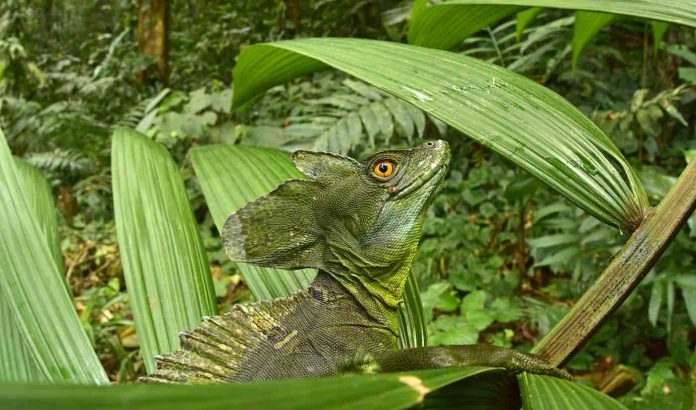 RAP in Honduras. Plumed basilisk