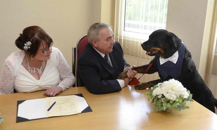 Rottweiler Best Man Feature-SWNS