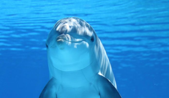 Smiling Bottlenose Dolphin Underwater-Public Domain