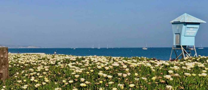 flowers on beach sailboats santa barbara shore nature-GWC