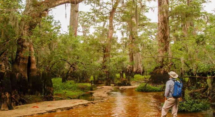 man in Black_River_looking at trees-released by Ancient Bald Cypress Consortium
