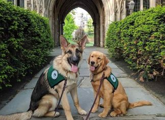 service dogs at Princeton University college- part of RUSEPRC