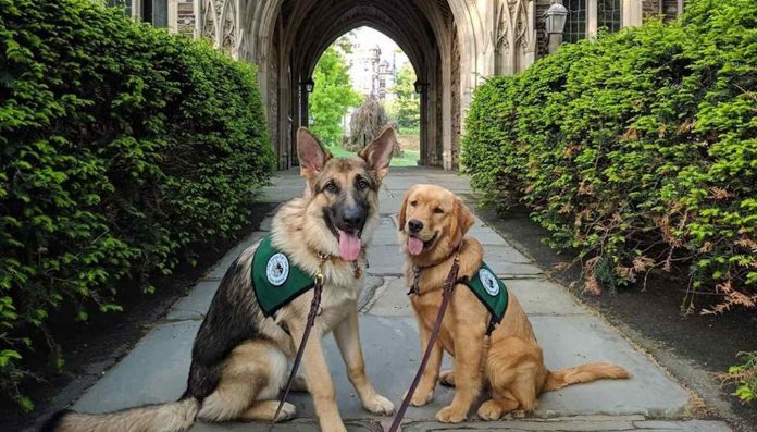 service dogs at Princeton University college- part of RUSEPRC